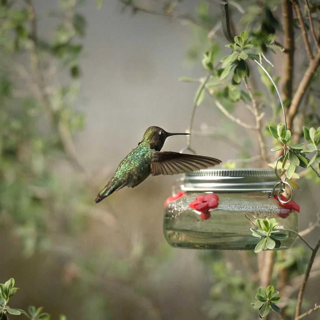 Mason Jar Hummingbird Feeder