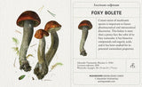 Mushrooms: Alexander Viazmensky Knowledge Cards