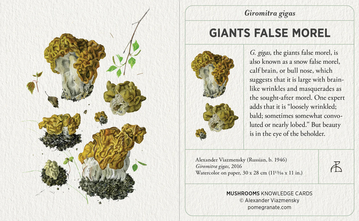 Mushrooms: Alexander Viazmensky Knowledge Cards