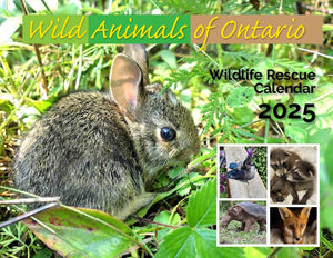 Ontario Wildlife Rescue Calendar 2025