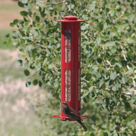 Squirrel Resistant X8 Bird Feeder