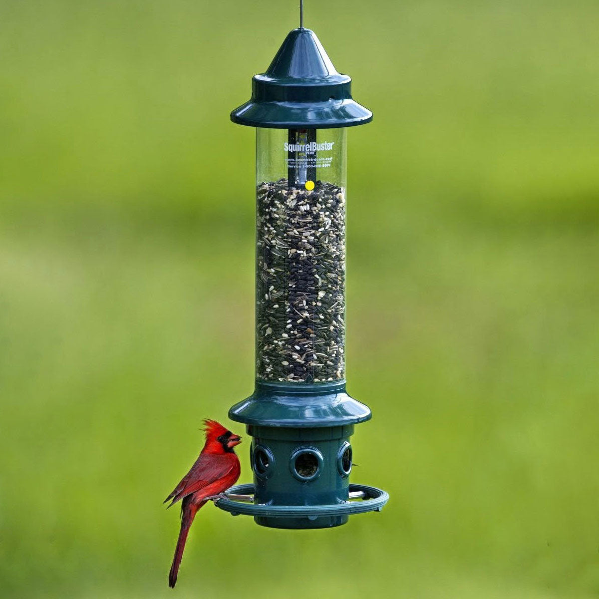 Brome Squirrel Buster Plus Bird Feeder