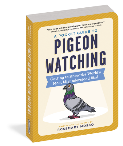 A Pocket Guide to Pigeon Watching