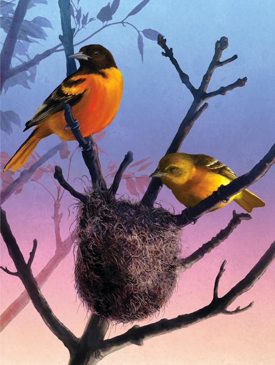 Baltimore Orioles 1000pc Puzzle