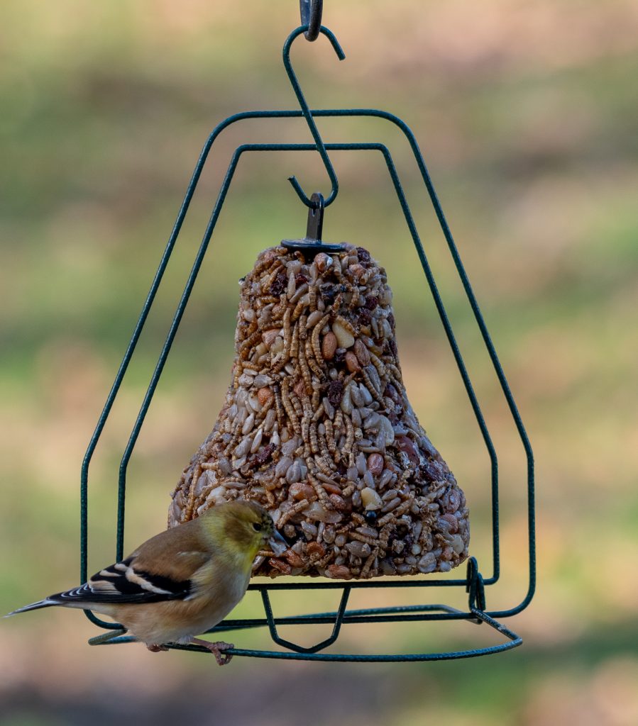 Bugs, Nuts and Fruit Bell