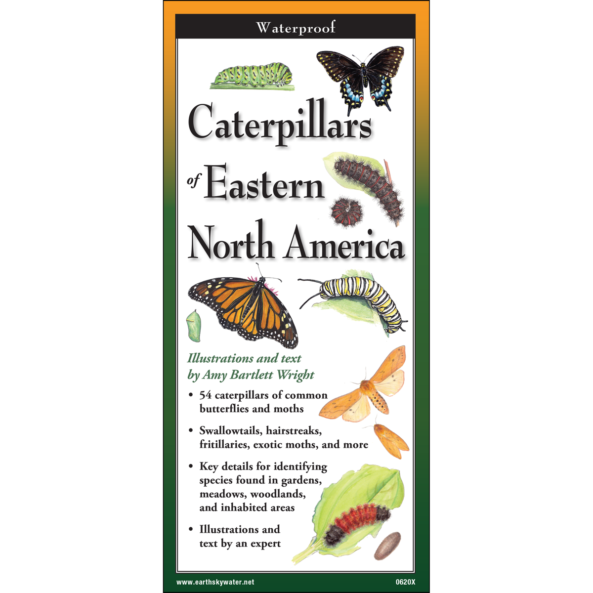 Caterpillars of Eastern North America