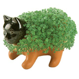 Chia Pet Kitten (Store Pickup Only)