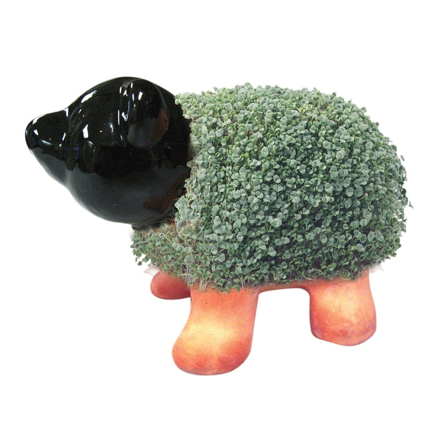 Buy Chia Pet Pig Store Pickup Only Online With Canadian Pricing