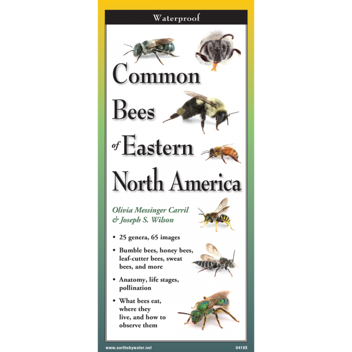 Common Bees of Eastern North America