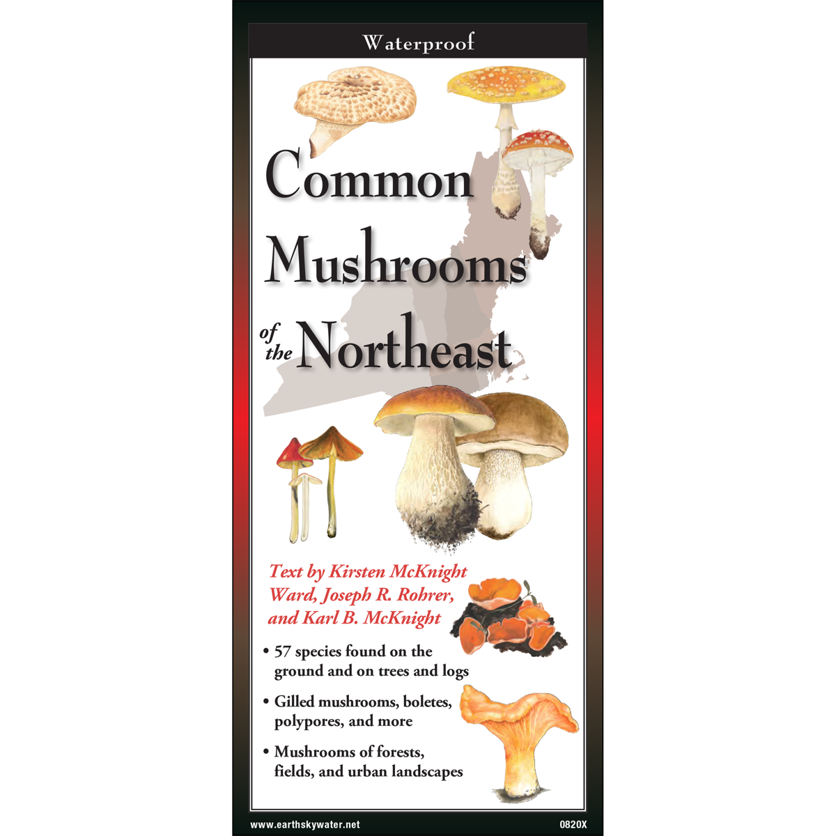 Common Mushrooms of the Northeast