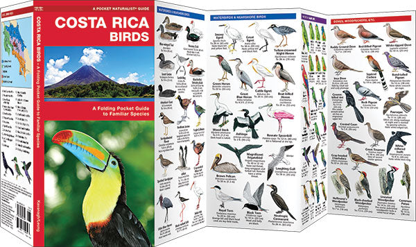 Costa Rica Birds