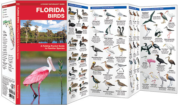 Florida Birds