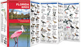 Florida Birds