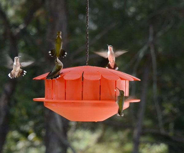 Humm-Bug Hummingbird Protein Feeder