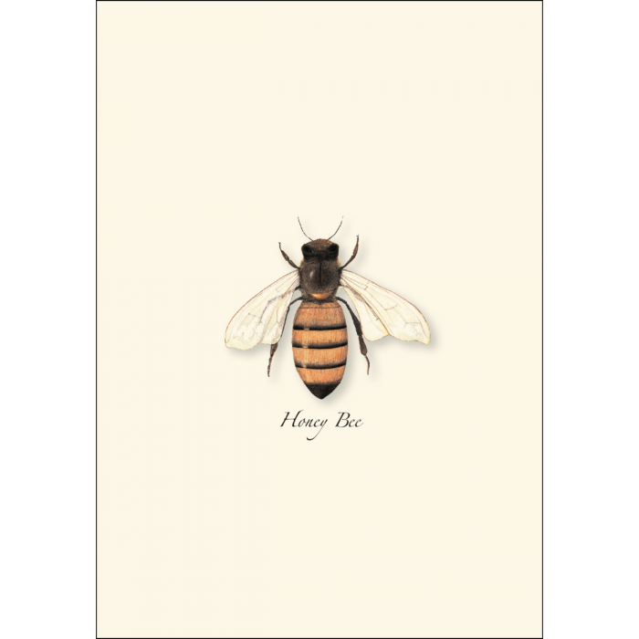 Honey Bee Boxed Notecards