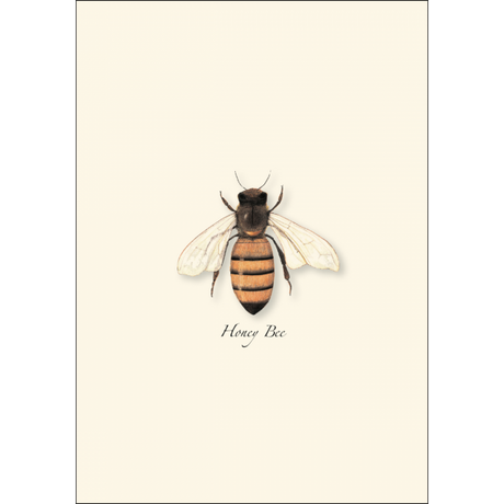 Honey Bee Boxed Notecards