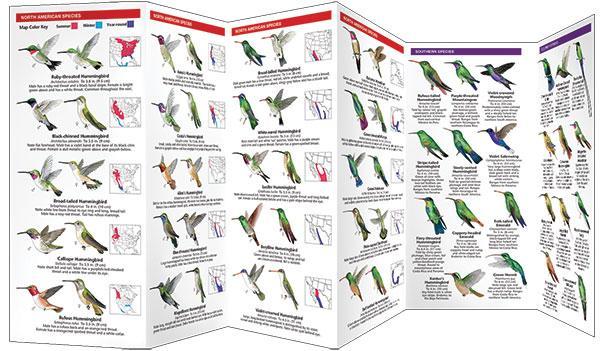 Hummingbirds, A Folding Pocket Guide