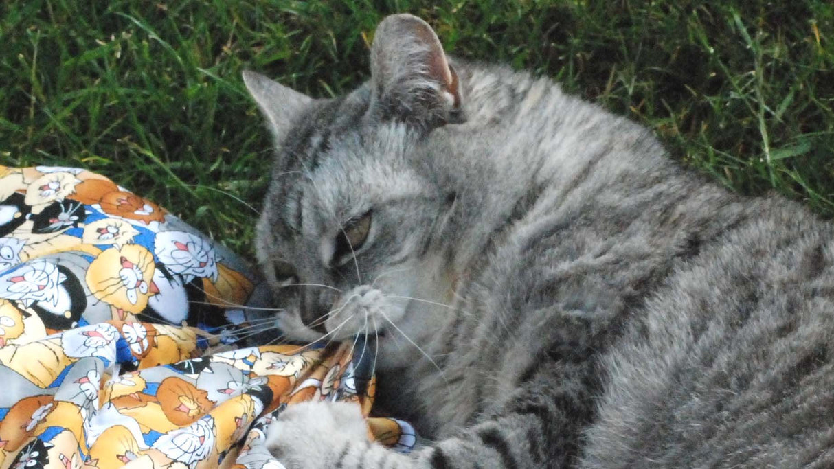 Library Cats Mat Nip