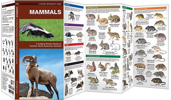 Mammals