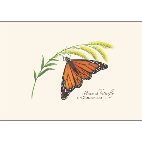 Monarch Butterfly on Goldenrod Notecards