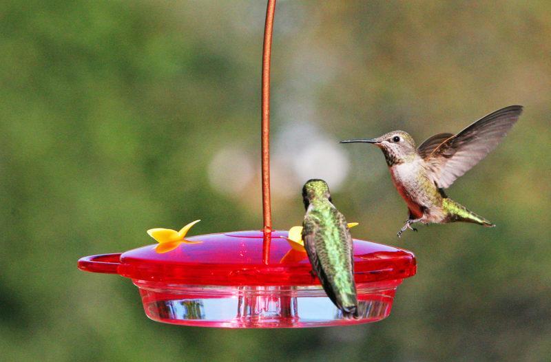 Best 25+ Deals for Lularoe Hummingbird