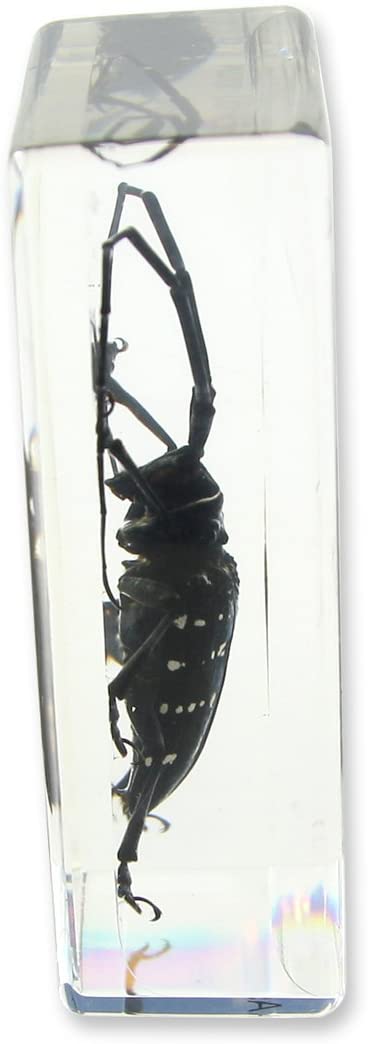 Paperweight Medium Black Longhorn Beetle