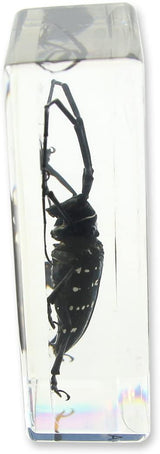 Paperweight Medium Black Longhorn Beetle