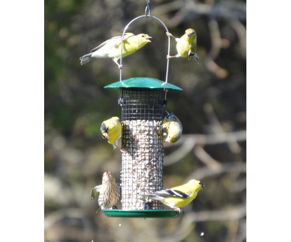 Petite Green Sunflower Feeder