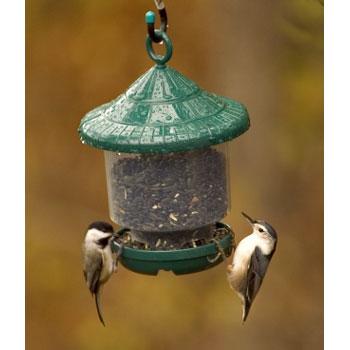 Songbird Essentials Clingers Only Bird Feeder