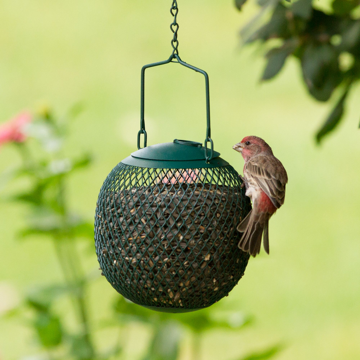 Green Seed Ball Wild Bird Feeder