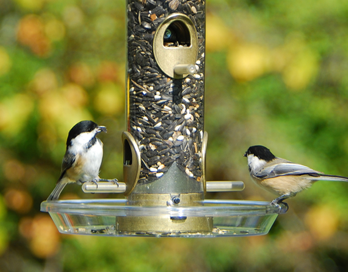 Round Seed Tray