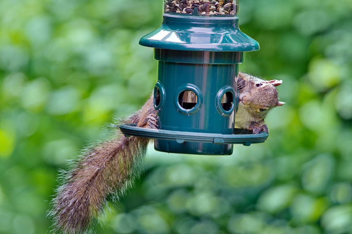 Brome Squirrel Buster Plus Bird Feeder