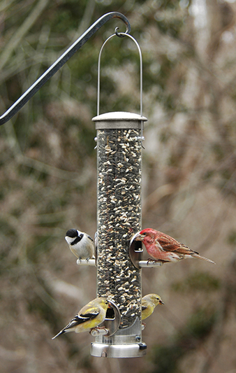 Quick-Clean Medium Seed Tube Feeder, Brushed Nickel