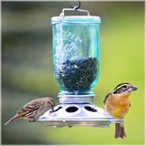 Mason Jar Glass Wild Bird Feeder