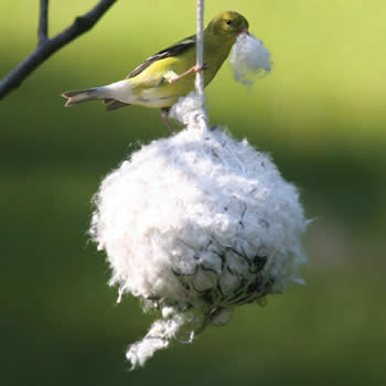 Cottontail Nest Building Ball