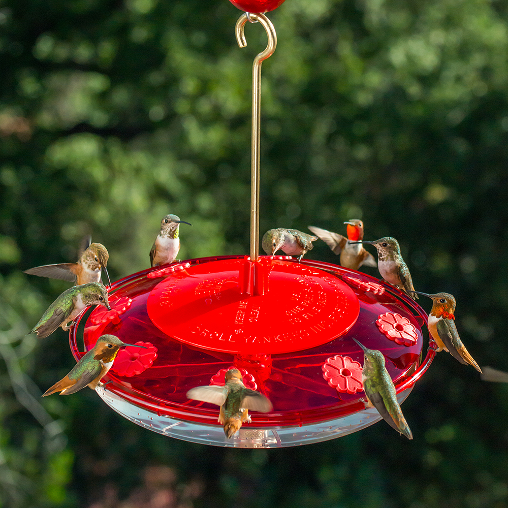 Droll Yankees Happy Eight 2 Hummingbird Feeder