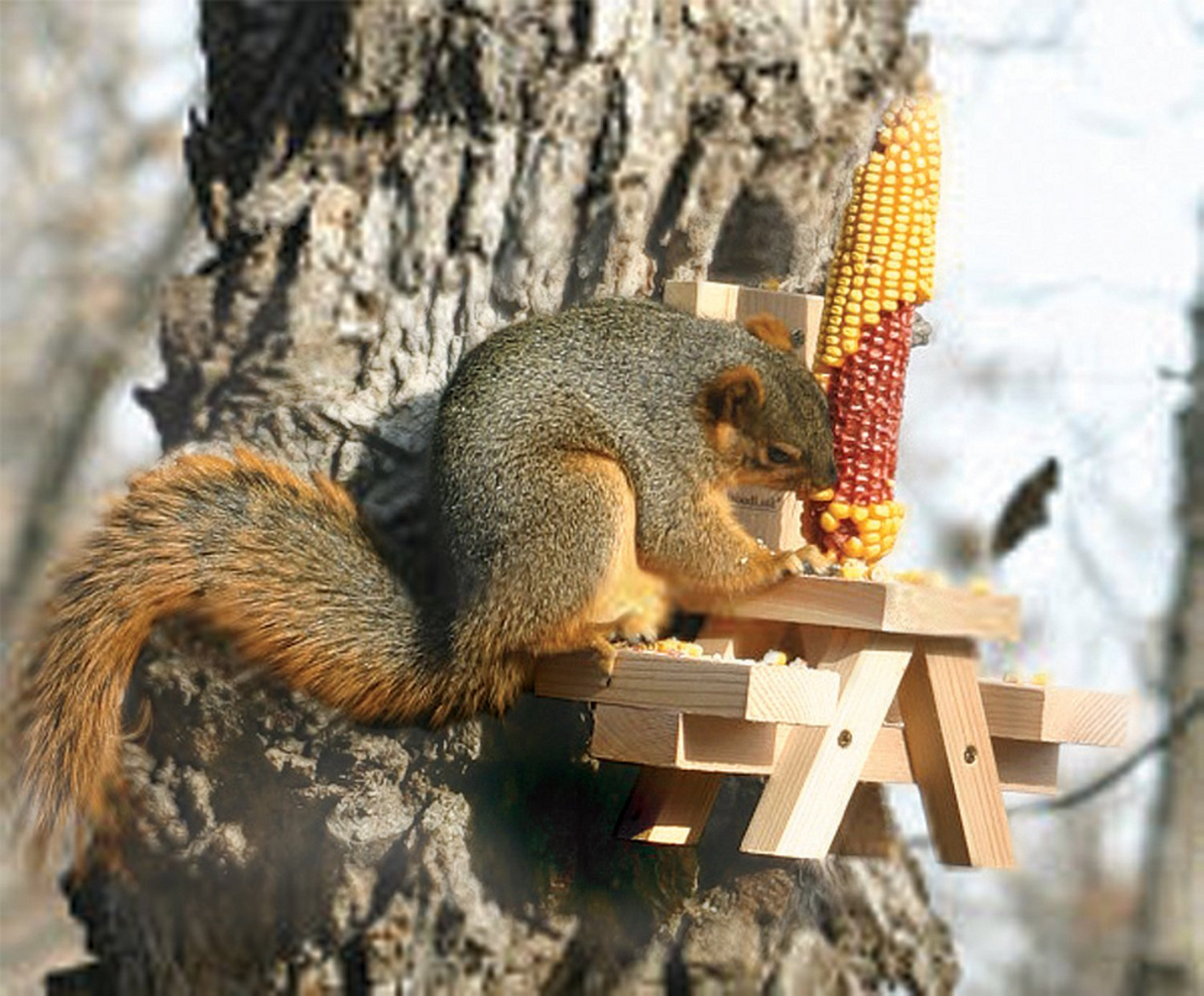 Picnic Table Squirrel Feeder