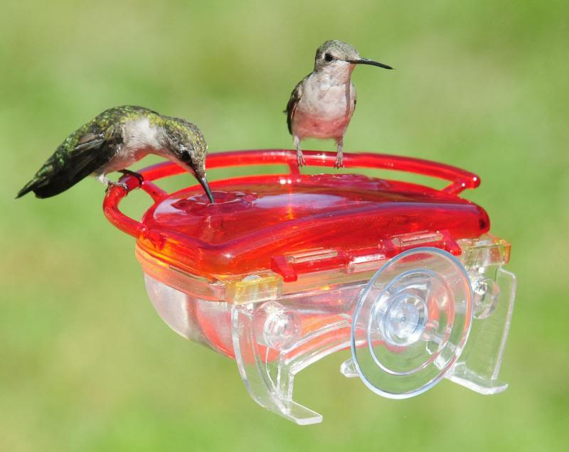 The Gem Window Hummingbird Feeder