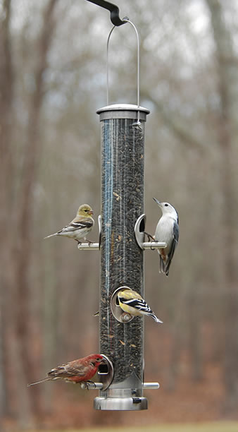 Quick-Clean Large Seed Tube Feeder, Brushed Nickel