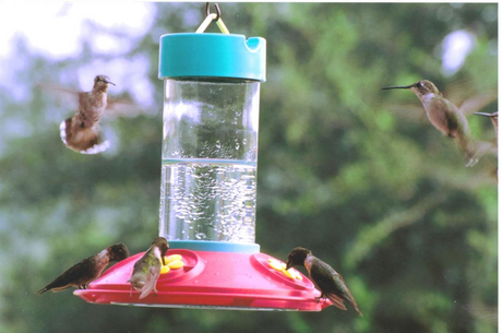 Dr. JB's Hummingbird Feeder, 16oz.