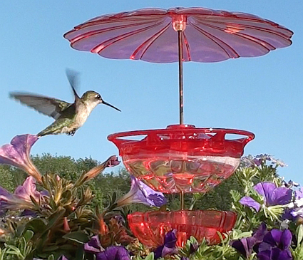 HummBlossom Hummingbird Feeder Accessory Kit